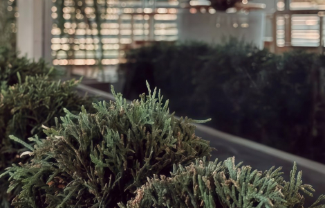 Интерьерное озеленение. ТОП 2026